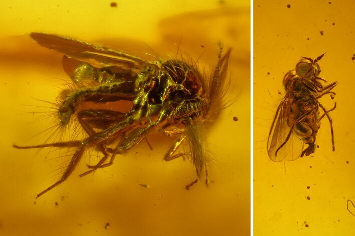 Fossil Fly (Diptera) & Biting Midge (Ceratopogonidae) In Baltic Amber #150712